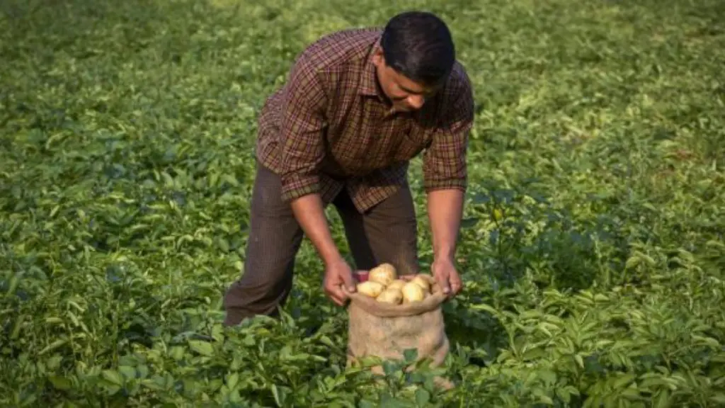 Alcohol in Agriculture